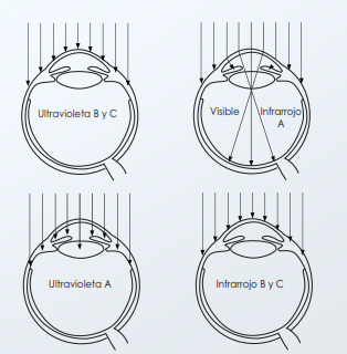 DAÑOS OCULARES QUE PRODUCE LA LUZ AZUL Y MECANISMOS FISIOLÓGICOS DE DEFENSA