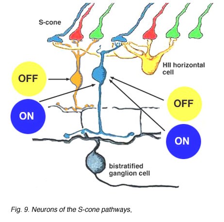 TÉCNICA MEJORA EL DIAGNÓSTICO DE TRASTORNOS DE LA VISIÓN