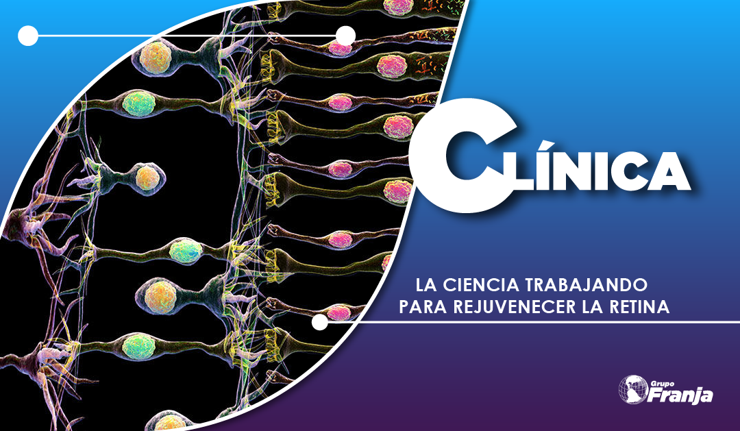 LA CIENCIA TRABAJANDO PARA REJUVENECER LA RETINA