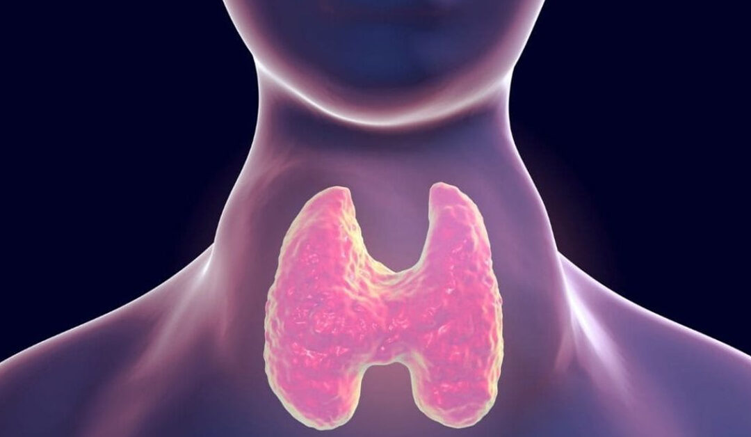 Importancia de la hormona tiroidea en la función de la retina