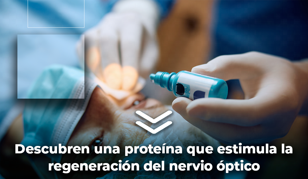 Boletín semanal: Descubren una proteína que estimula la regeneración del nervio óptico