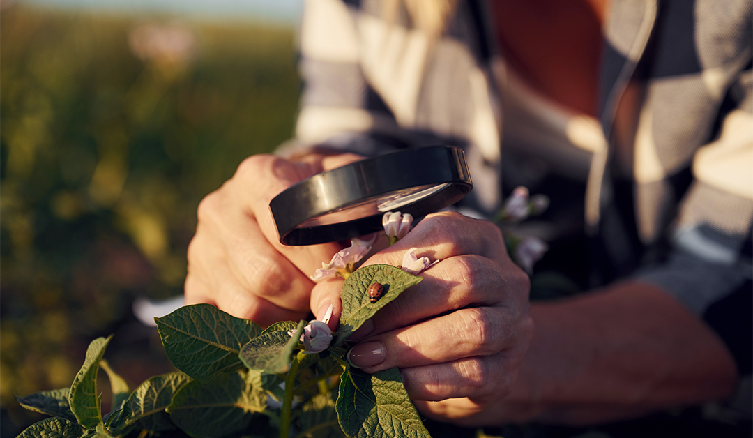 Recursos para la baja visión “consideraciones sobre el campo visual”